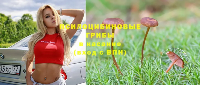 закладка  Бердск  ОМГ ОМГ рабочий сайт  Псилоцибиновые грибы Psilocybe 